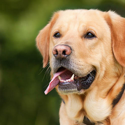  un chiot soin pharmacie des Plantes